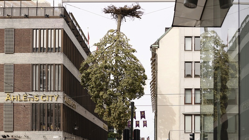 En tio meter hög ek, hänger upp och ner mellan två höghus på Drottninggatan. Kronan är grön och är flera meter ovan marken.