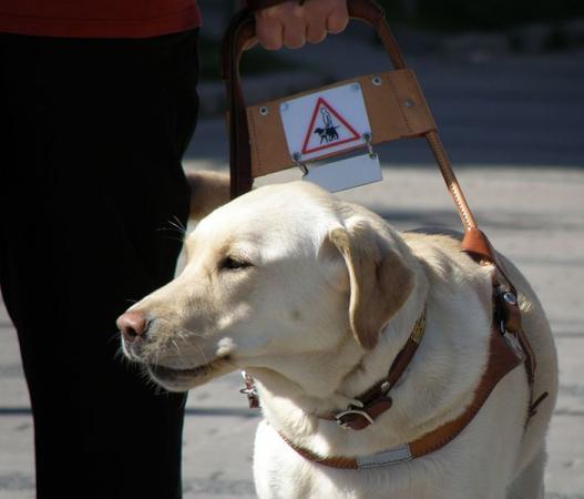 En ljus labrador med ledarhundssele. 