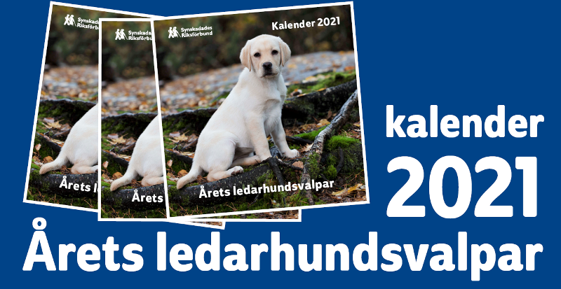 Bild på ledarhundskalendern med en ljusgul labradorvalp som sitter i skogsmiljö och tittar in i kameran.