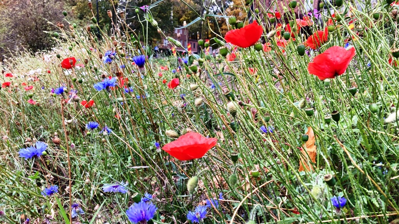 Rabatt med röd vallmo och blåklint, vid gångväg