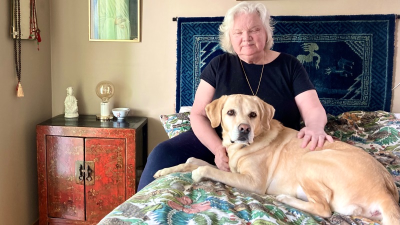 Ljus gråhårig äldre kvinna sitter i sin säng med sin vita labrador. Överkast med exotiskt blommotiv, orientalisk blå bonad på väggen.