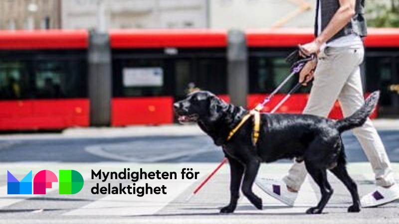En svart labrador ledarhund går över en gata i stadsmiljö med sin förare som bara syns från midjan och ner. På bilden finns logtypen för MFD, Myndigheten för Delaktighet.