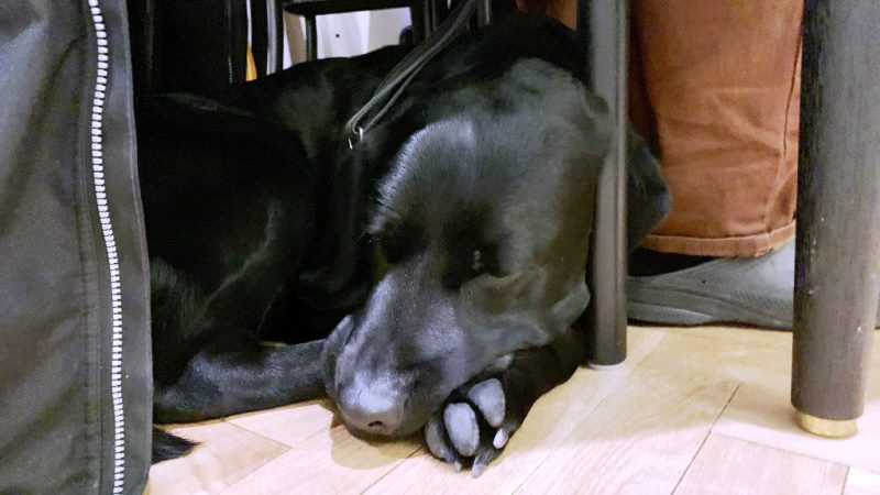 En svart labrador ligger i hopkrupen under en stol inomhus.