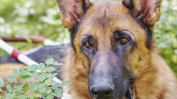 En schäferhund i närbild med ledarhundssele