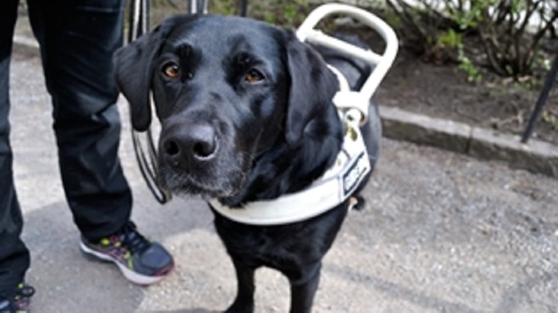 En svart labrador i ledarhundssele med blicken in i kameran.